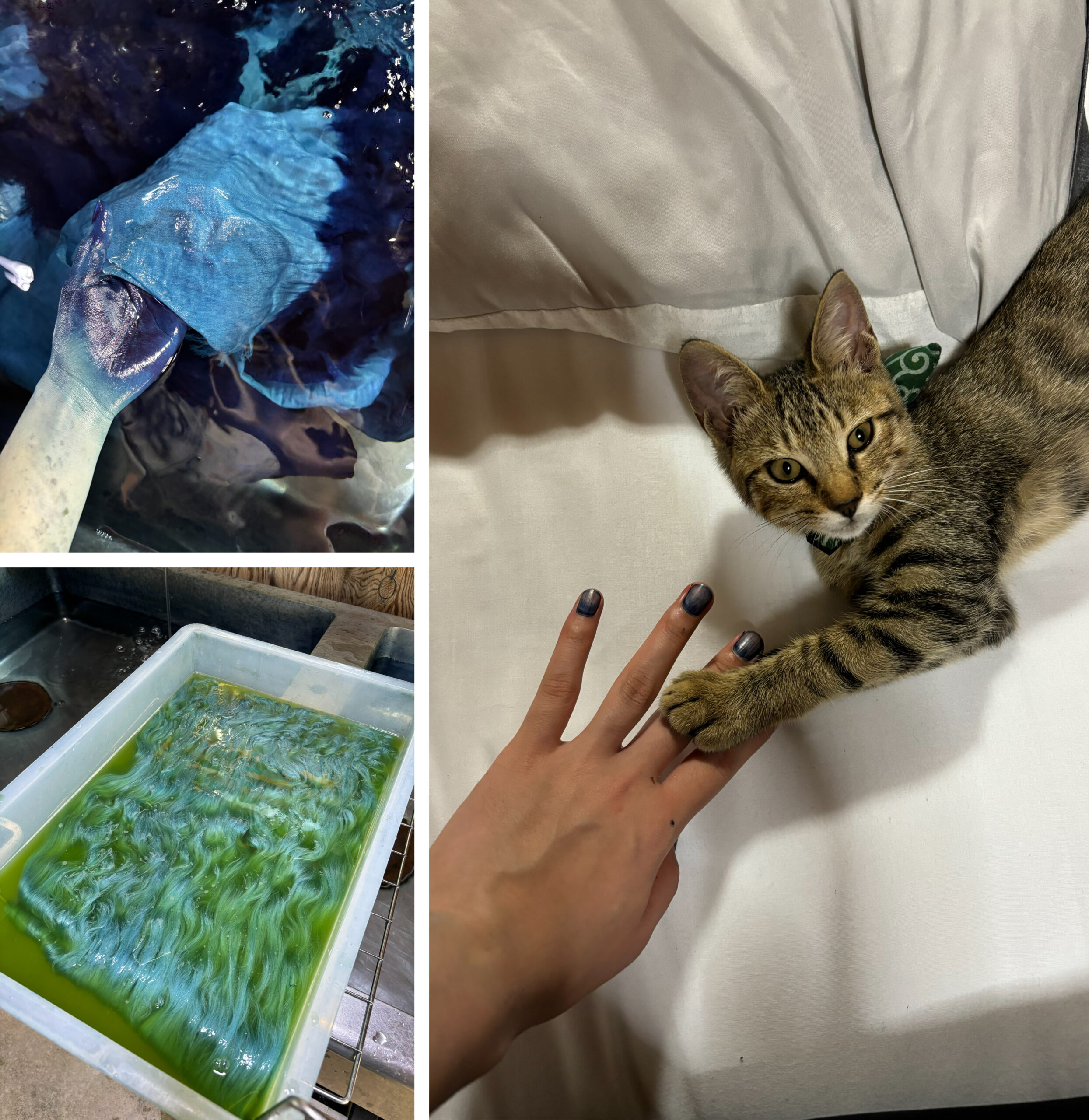 インターンシップ